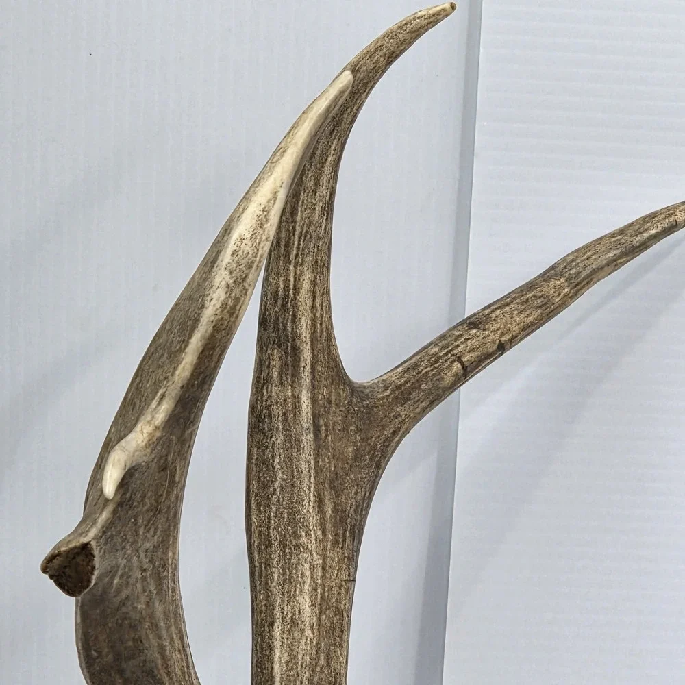 Vintage South Dakota Mule Deer Antler Taxidermy Mount 10 Point 22